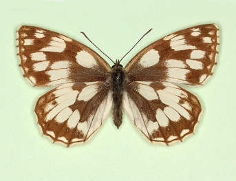 ab. nov Marbled White (Melanargia galathea)