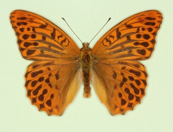 confluens Silver-washed Fritillary (Argynnis paphia)