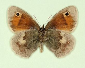 anticastanea Small Heath (Coenonympha pamphilus)