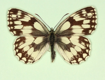 ocellata Marbled White (Melanargia galathea)