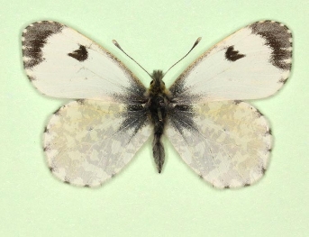 macula-punctata Orange-tip (Anthocharis cardamines)
