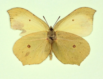 fervida Brimstone (Gonepteryx rhamni)