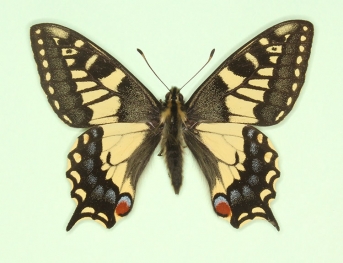 cellacircinata Swallowtail (Papilio machaon)