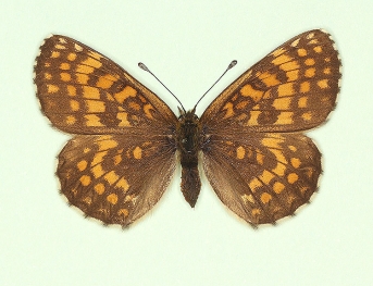 nigromarginata Heath Fritillary (Melitaea athalia)