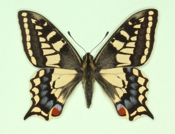 melanosticta Swallowtail (Papilio machaon)
