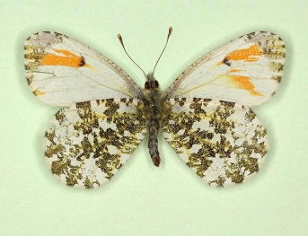 gynandrous Orange-tip (Anthocharis cardamines)