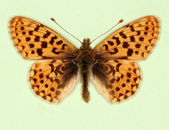 stramineus Pearl-bordered Fritillary (Boloria euphrosyne)