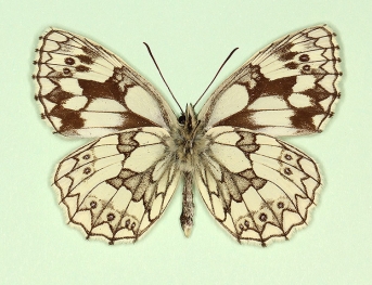 duplex Marbled White (Melanargia galathea)