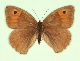 antirufa Meadow Brown (Maniola jurtina)