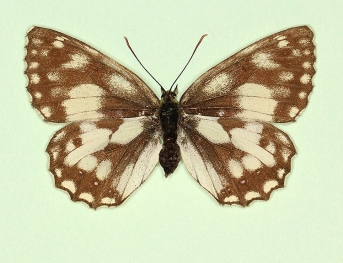 valentini Marbled White (Melanargia galathea)