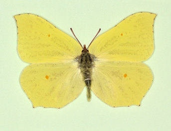 rubescens Brimstone (Gonepteryx rhamni)