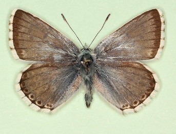 atrescens Chalkhill Blue (Polyommatus (Lysandra) coridon)