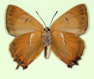 unistrigata + ab. nov Brown Hairstreak (Thecla betulae)