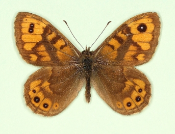 bipupillata Wall (Lassiommata megaera)