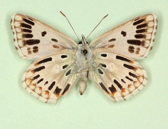 ultraradiata Chalkhill Blue (Polyommatus (Lysandra) coridon)