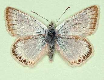 margotransformis Chalkhill Blue (Polyommatus (Lysandra) coridon)