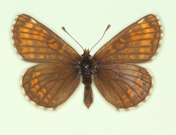 tectensis Heath Fritillary (Melitaea athalia)