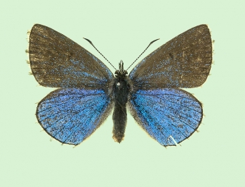 gynandromorph Adonis Blue (Polyommatus (Lysandra) bellargus)
