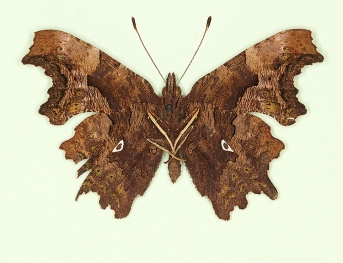 o-album Comma (Polygonia c-album)