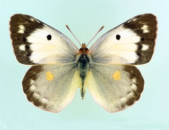 flavomaculata Clouded Yellow (Colias croceus)