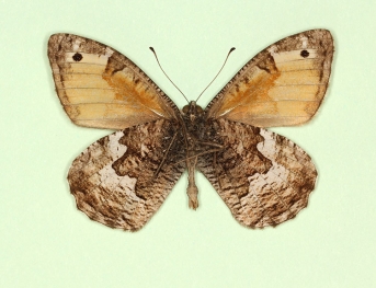 monocellata Grayling (Hipparchia semele)