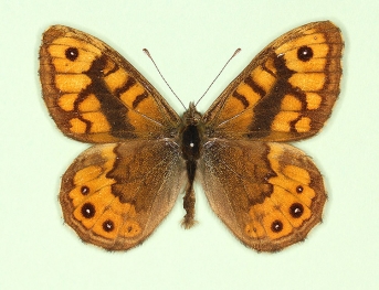 ab. nov Wall (Lassiommata megaera)