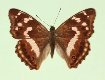 thaumantis Purple Emperor (Apatura iris)