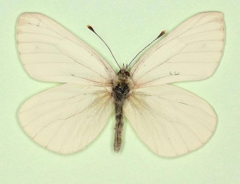 obsoleta Green-veined White (Pieris napi)