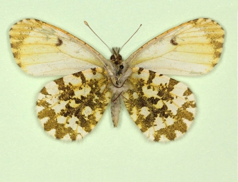 aureoflavescens Orange-tip (Anthocharis cardamines)