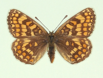 permixta Heath Fritillary (Melitaea athalia)