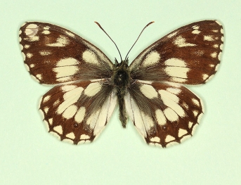 nigricans Marbled White (Melanargia galathea)