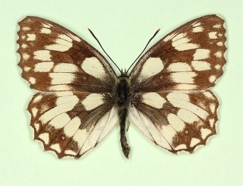depuncta Marbled White (Melanargia galathea)