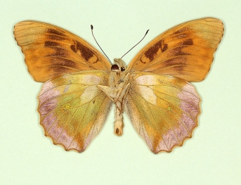 nigricans Silver-washed Fritillary (Argynnis paphia)