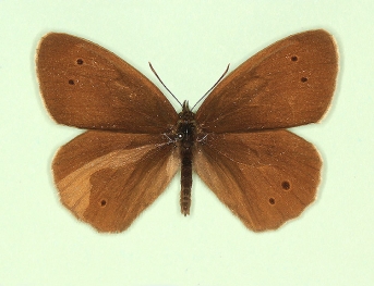ab. nov Ringlet (Aphantopus hyperanthus)
