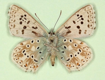 c-nigrum + antidiscoelongata Chalkhill Blue (Polyommatus (Lysandra) coridon)
