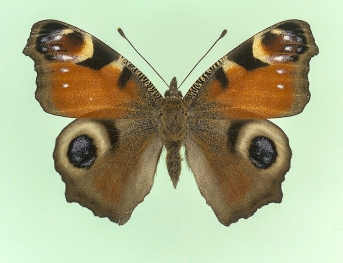 trans ab. fischeri Peacock (Inachis io)