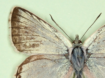 homeotic Chalkhill Blue (Polyommatus (Lysandra) coridon)