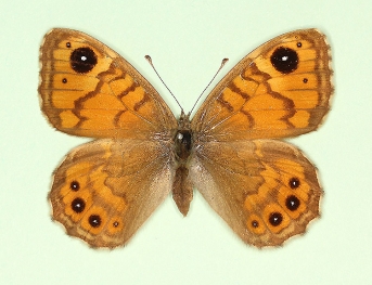 ab. nov Wall (Lassiommata megaera)