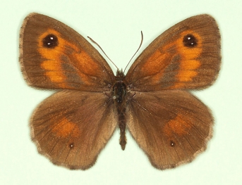 obscurior Gatekeeper (Pyronia tithonus)