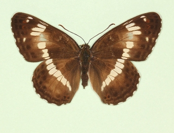 pathological White Admiral (Limenitis camilla)