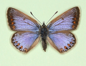 supra-caerulea Common Blue (Polyommatus (Lysandra) icarus)