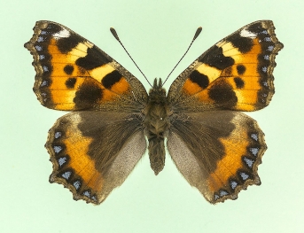 magninotata Small Tortoiseshell (Aglais urticae)
