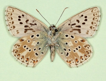 glomerata + i-nigrum + argenteoguttata Chalkhill Blue (Polyommatus (Lysandra) coridon)