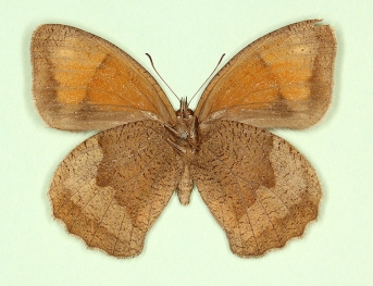 anommata Meadow Brown (Maniola jurtina)