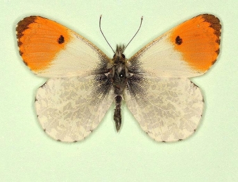 crassipuncta Orange-tip (Anthocharis cardamines)