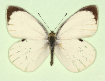 nov Large White (Pieris brassicae)