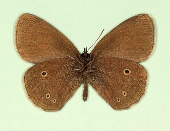 cabeaui Ringlet (Aphantopus hyperanthus)