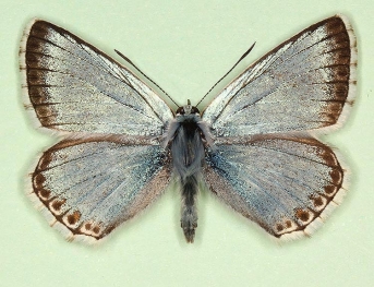 unisuavis Chalkhill Blue (Polyommatus (Lysandra) coridon)