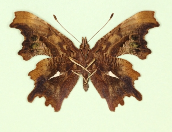 sagitta-album Comma (Polygonia c-album)