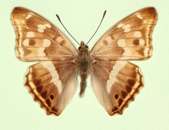 nov Purple Emperor (Apatura iris)